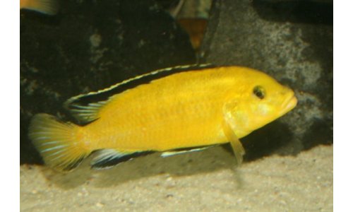 Labidochromis sp. yellow